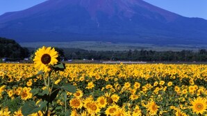 A field of sunflowers with a mountain in the background. - Yamanakako Garden Villa (Yamanakako)