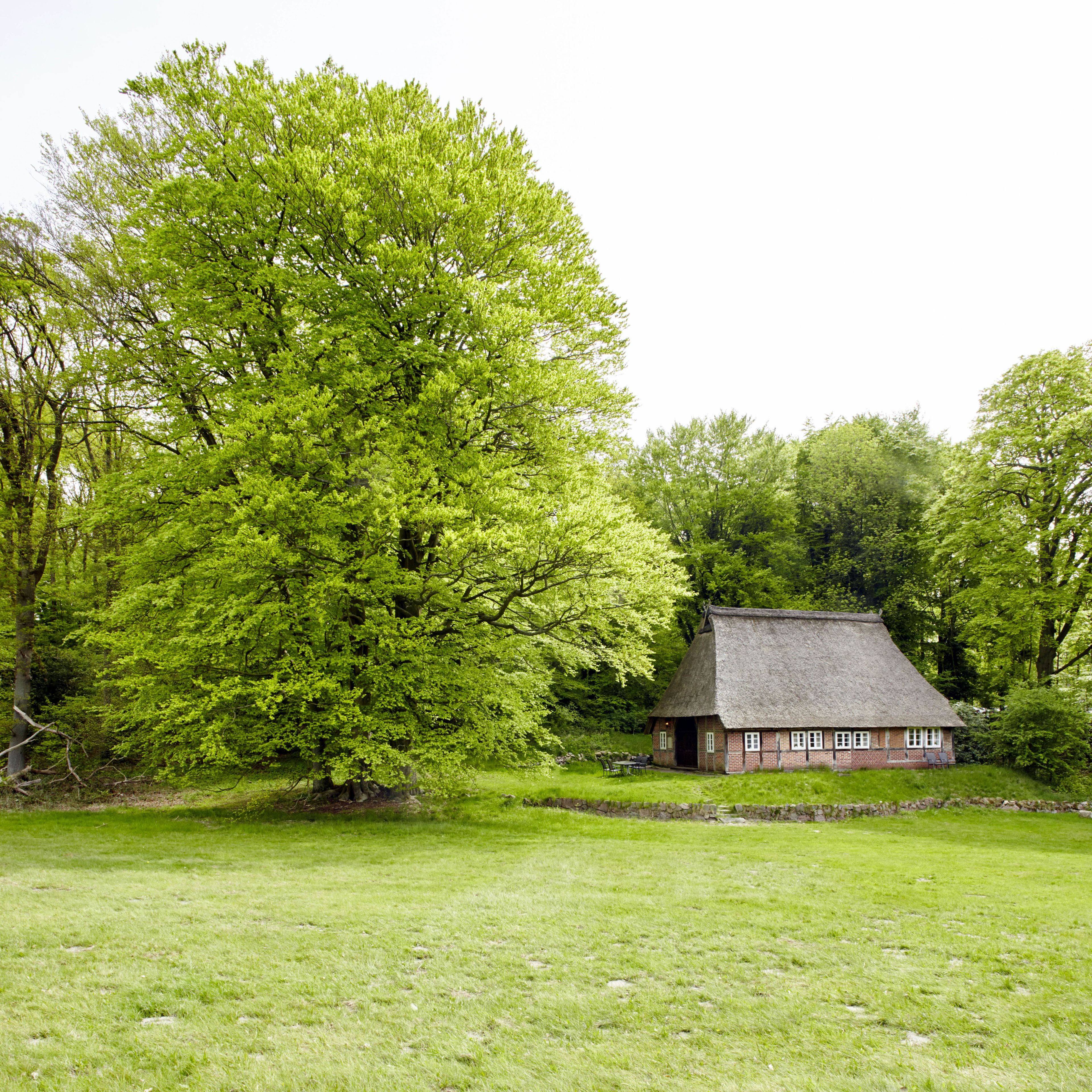 A thatched-roof house surrounded by lush green trees and grass.