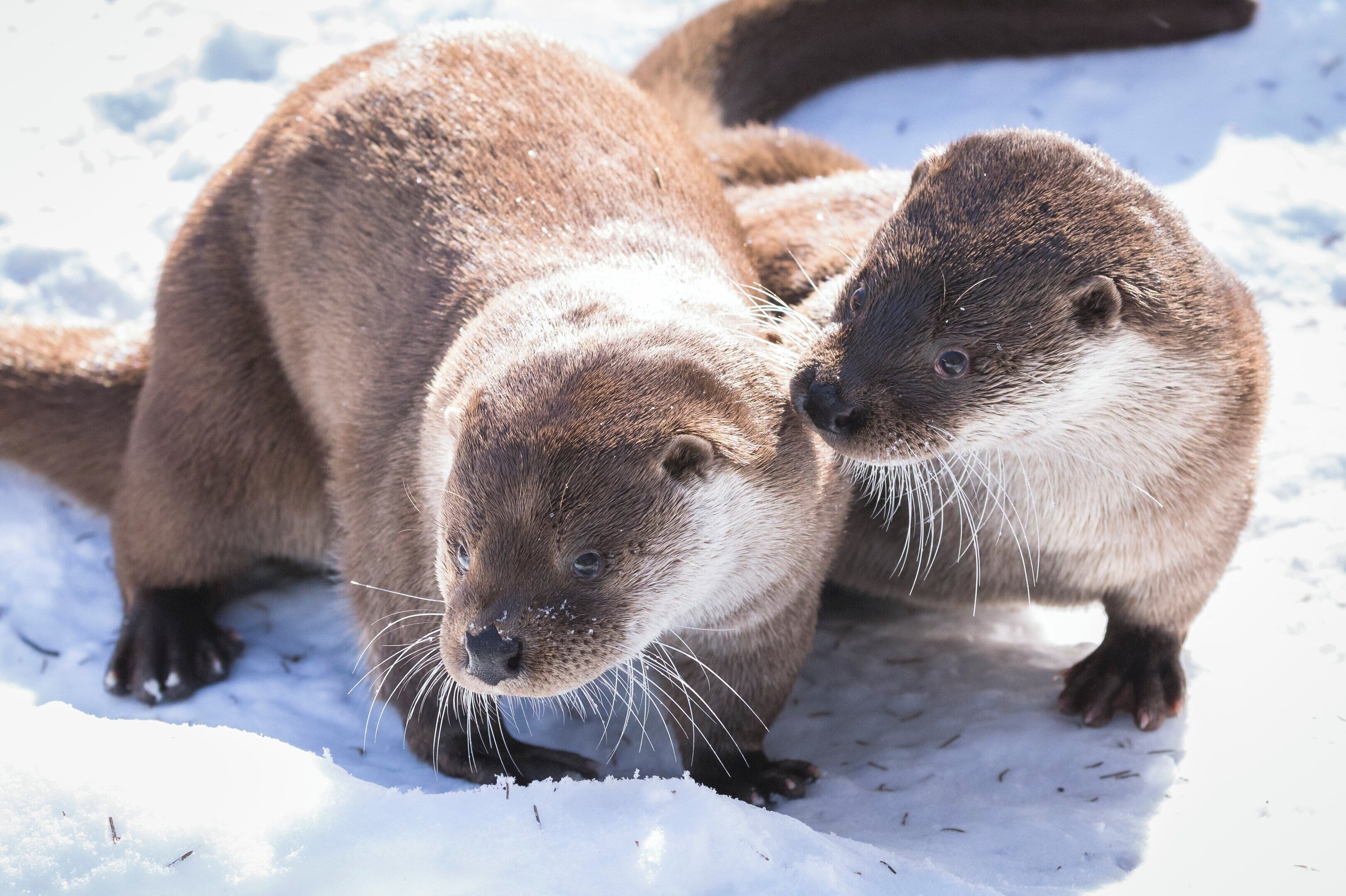 Two otters in a snowy environment.