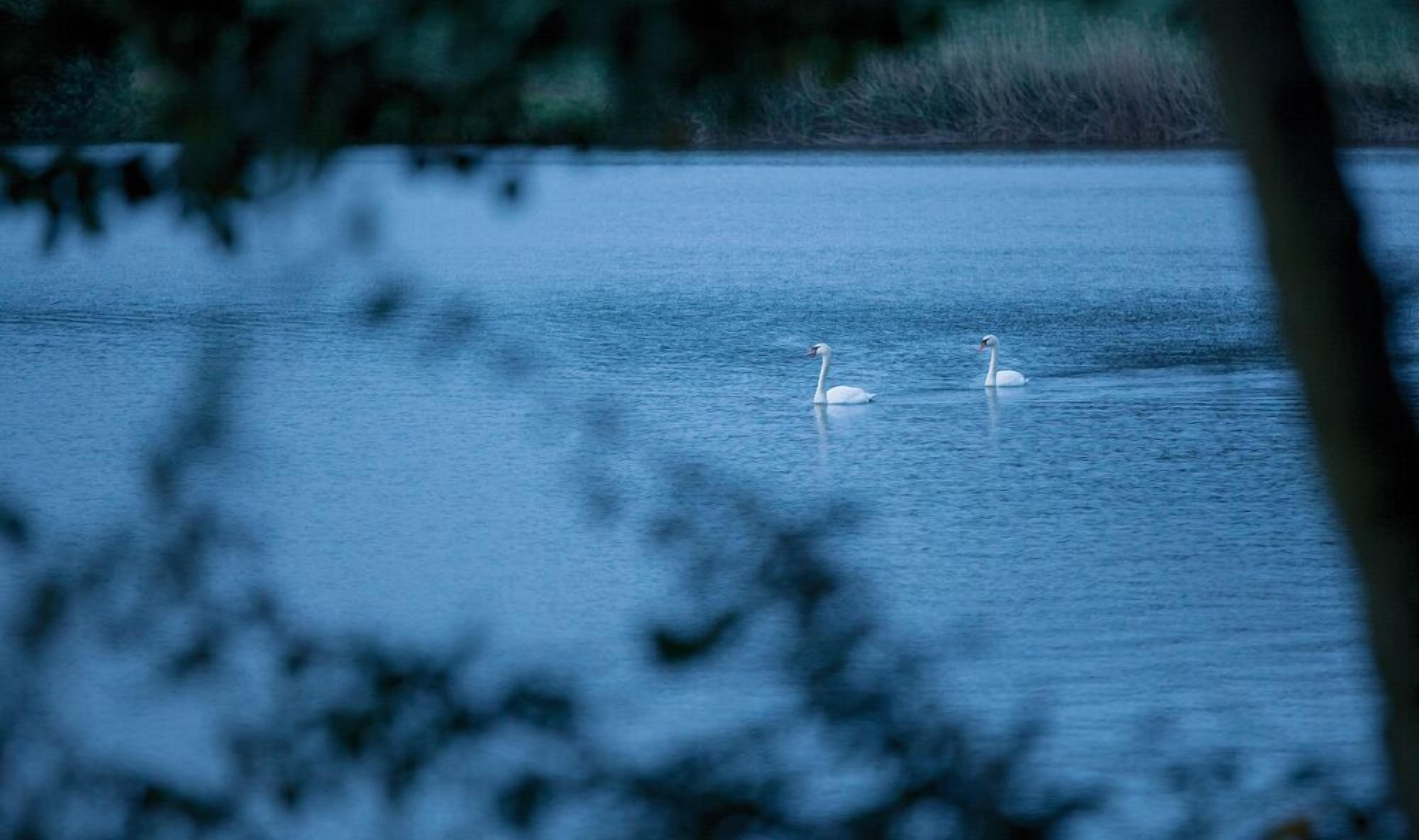 Two swans swimming in a calm body of water.