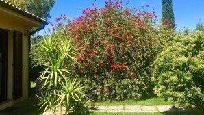 Un jardín con diversas plantas y un árbol alto y delgado al fondo.