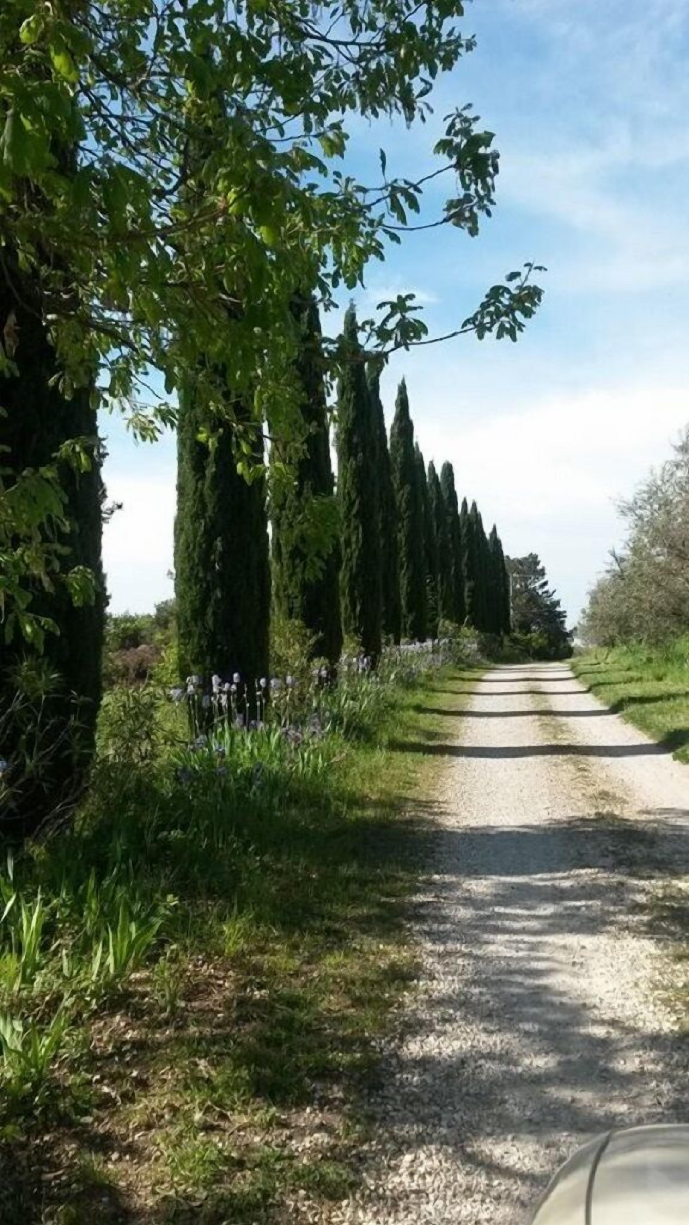Ein Kiesweg, gesäumt von hoch aufragenden, schlanken Bäumen und dichtem Grün.