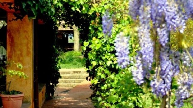 A pathway flanked by lush greenery and purple flowers, leading to a building with a yellow facade. - Agriturismo Solidor (Pitigliano)