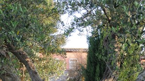 A tree-lined pathway leading to a building with a red roof and a door. - Agriturismo Le Ginestre (Manciano)