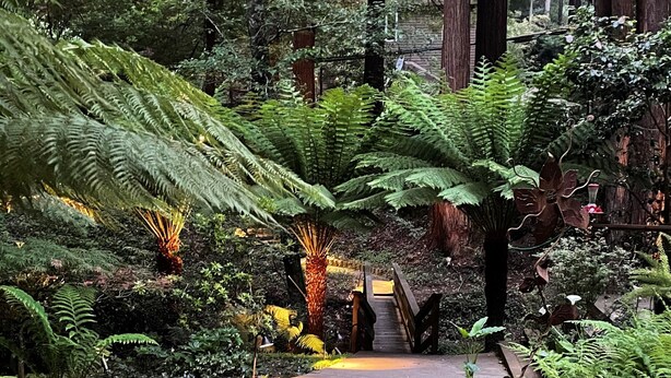 A forested pathway with a wooden bridge, surrounded by dense ferns and greenery. - Nestled in the Redwoods, Easy Walk Downtown, Close to SF and Wine Country (Mill Valley)