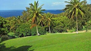 Un espacio verde con palmeras y vista al océano.