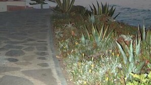 Une promenade en bord de mer, bordée de palmiers et de plantes d’agave, qui mène à un plan d’eau.