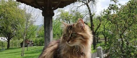 Un chat au pelage duveteux est assis sur un banc en bois dans un parc, avec un kiosque en arrière-plan.