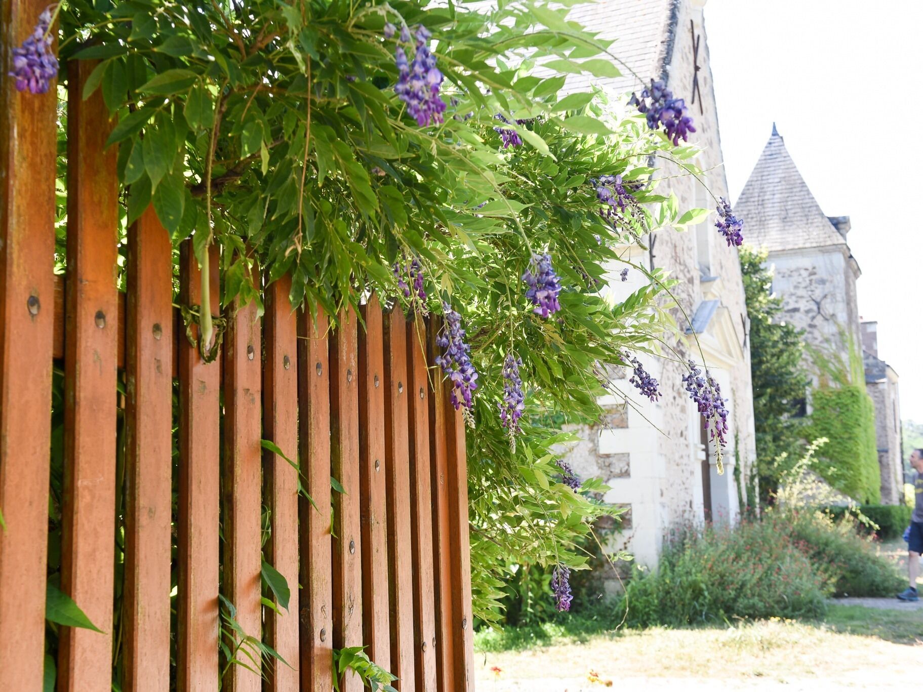 A wooden fence with climbing plants and purple flowers, a stone building with a pointed roof, and a grassy area with a person in the background.