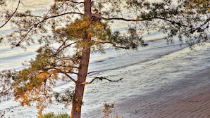 A tree with a clear view of the beach in the background. - Walk to Keller Beach: Waterfront Studio w/ Hot Tub (Point Richmond)