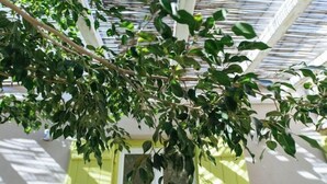 A view of a room with a window and a door, a plant with green leaves, and a white ceiling structure. - Cozy 2-bedroom House in Tinos (Tinos)