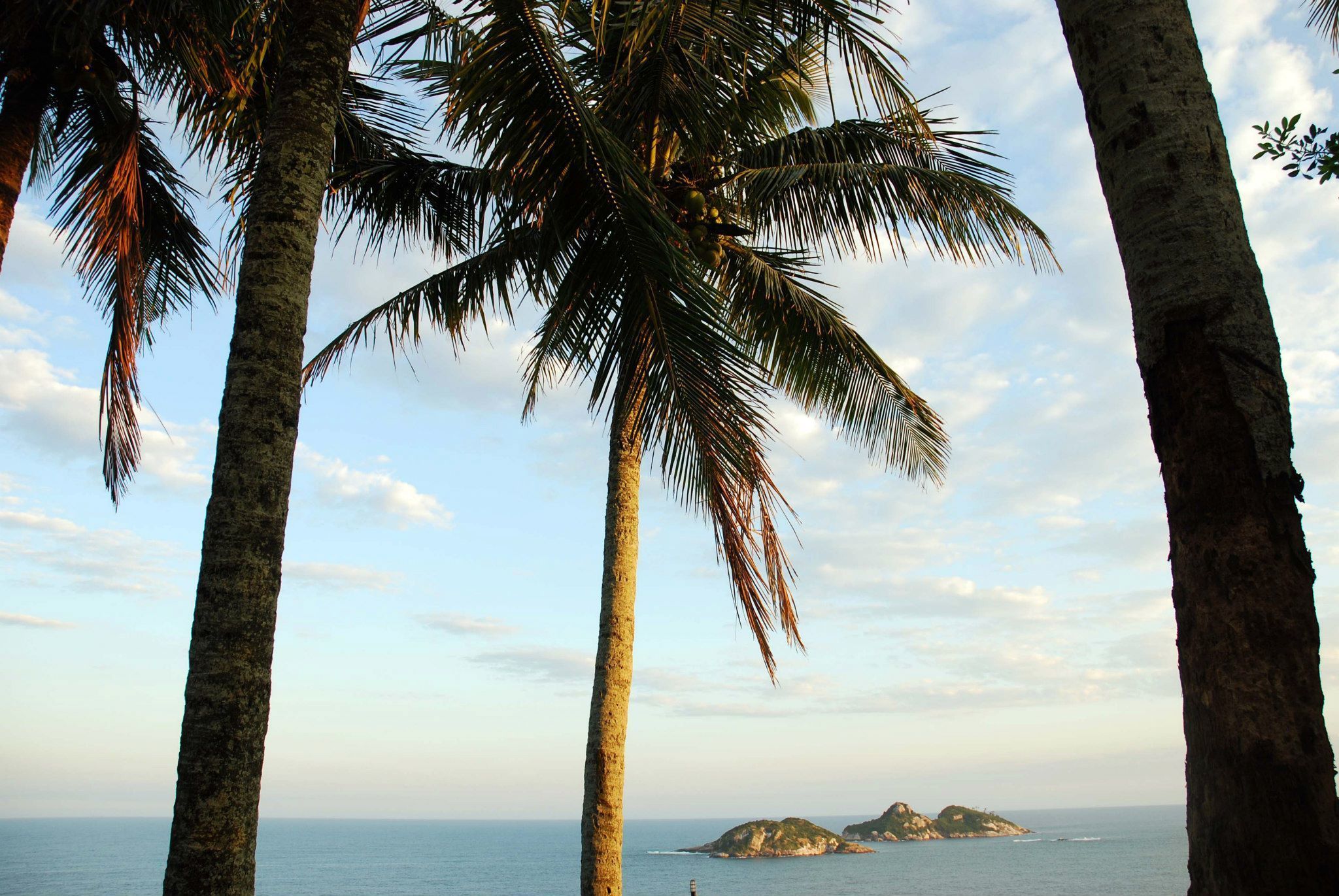 A coastal view with palm trees and a distant island.