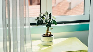 Une plante en pot, placée sur un rebord de fenêtre, d’où l’on peut voir les bâtiments à l’extérieur.