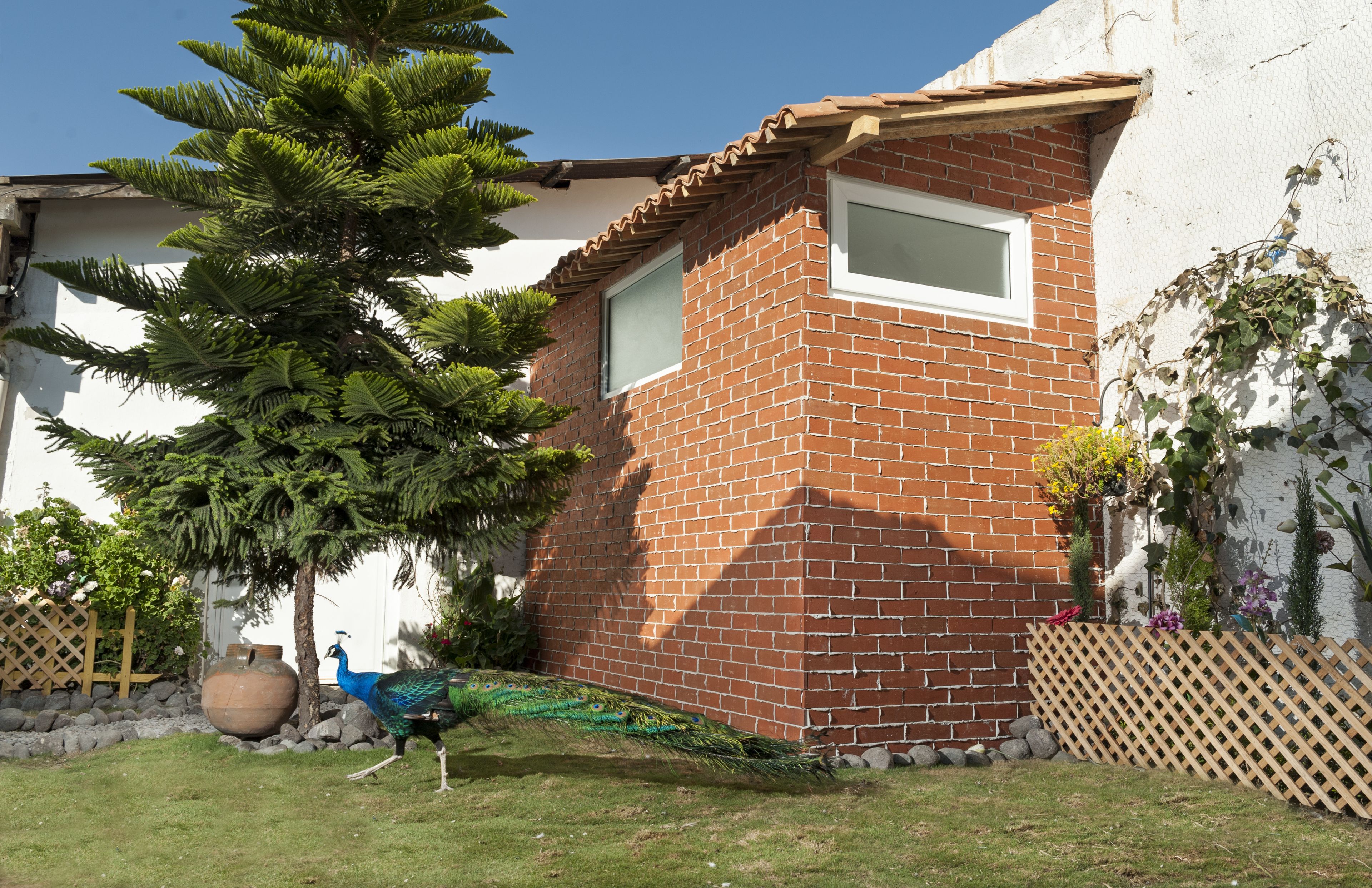 A brick house with a window, a tree, and a peacock in the yard.