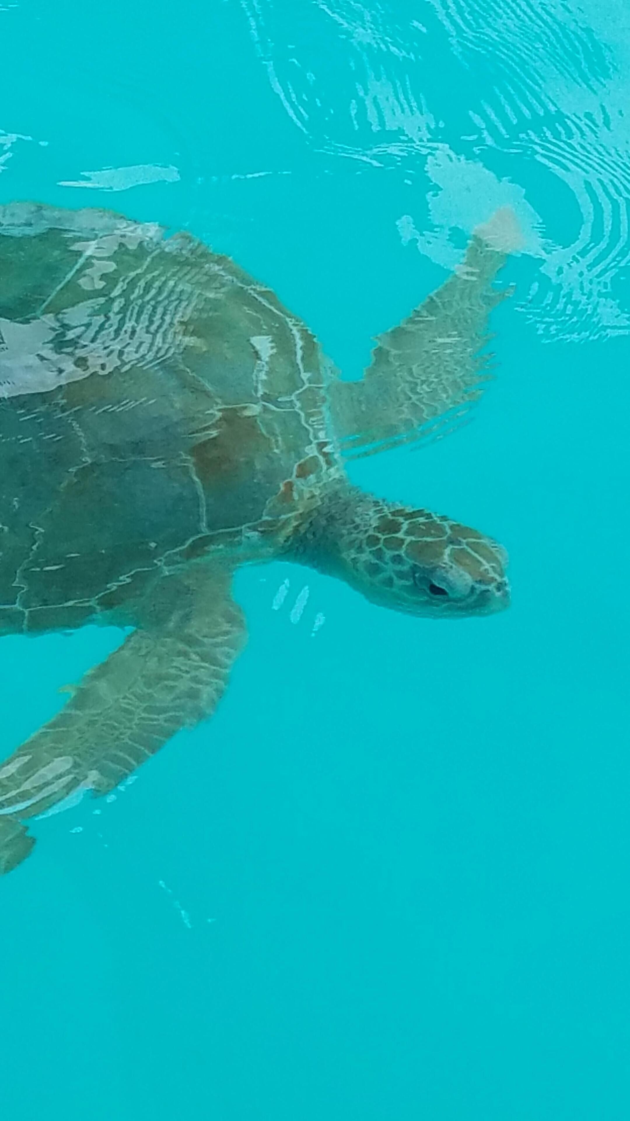 A sea turtle swimming in clear blue water.