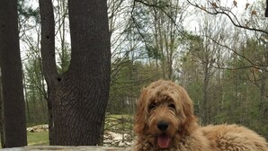 A dog lying on a stone wall in a forested area.