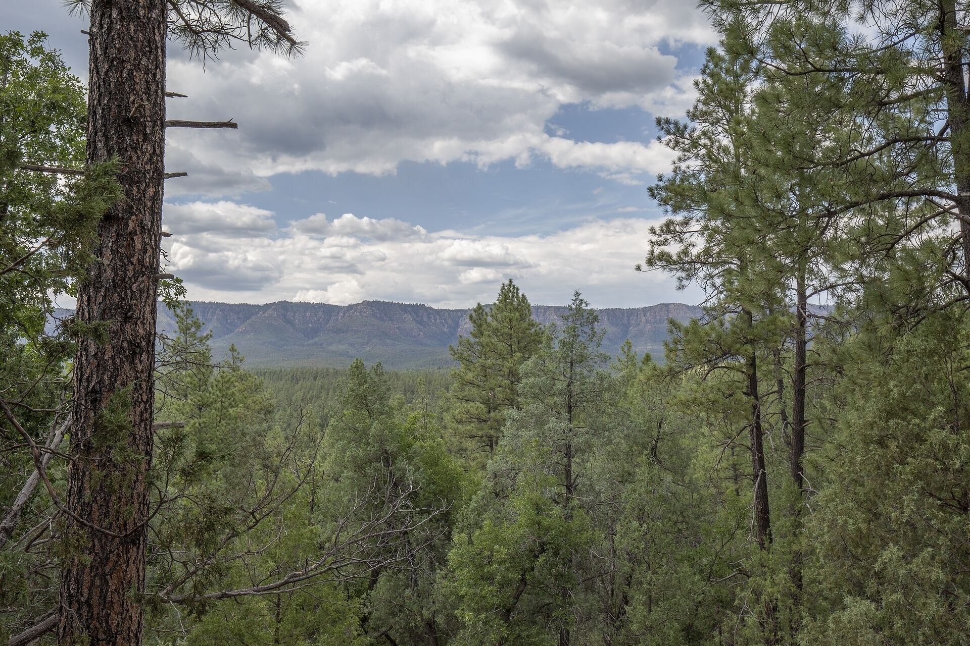 A forested landscape with tall pine trees and a mountain range in the background.