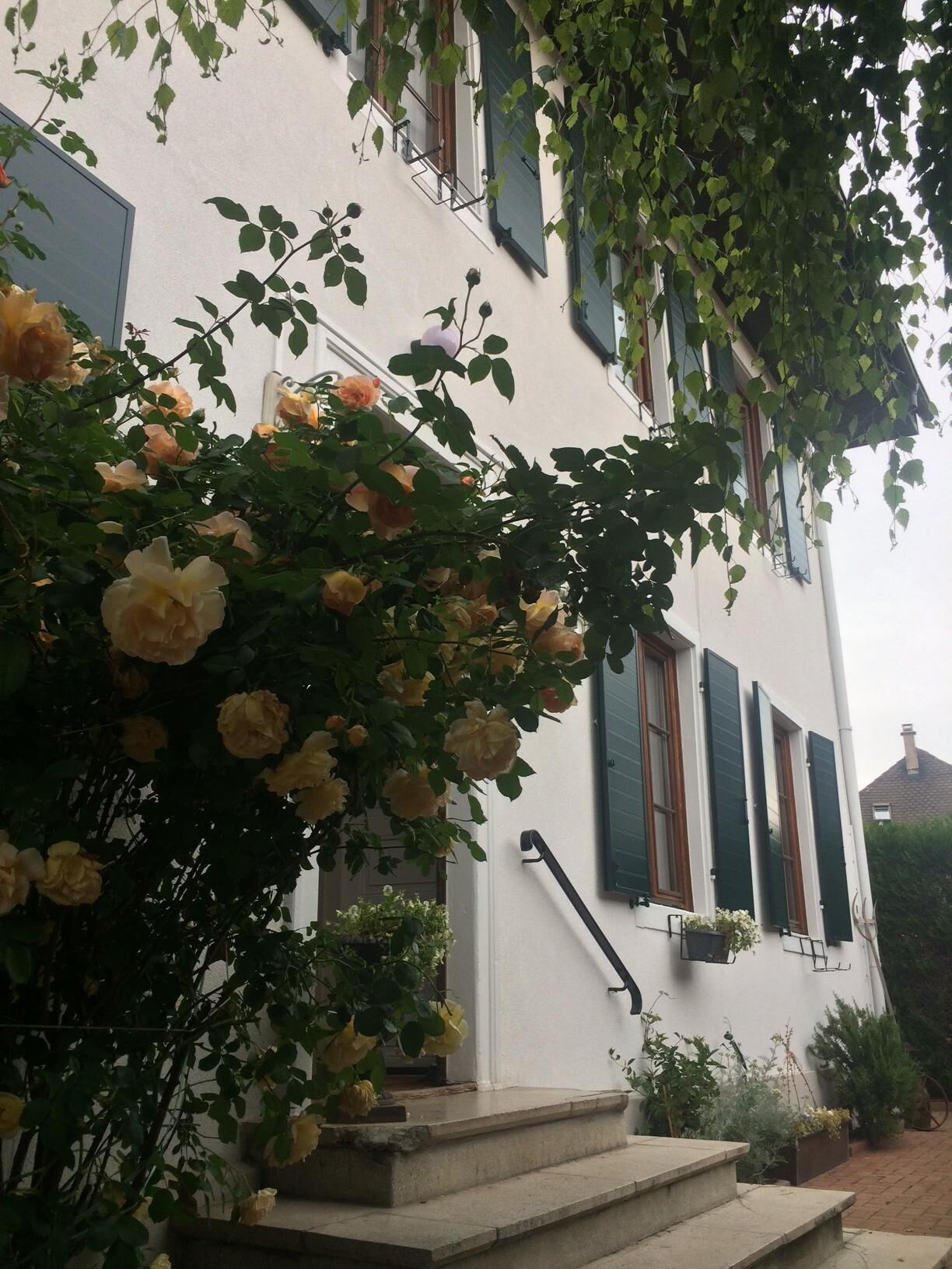 Ein weißes Gebäude mit grünen Fensterläden, einer Steintreppe und einem Rosenbusch im Vordergrund.