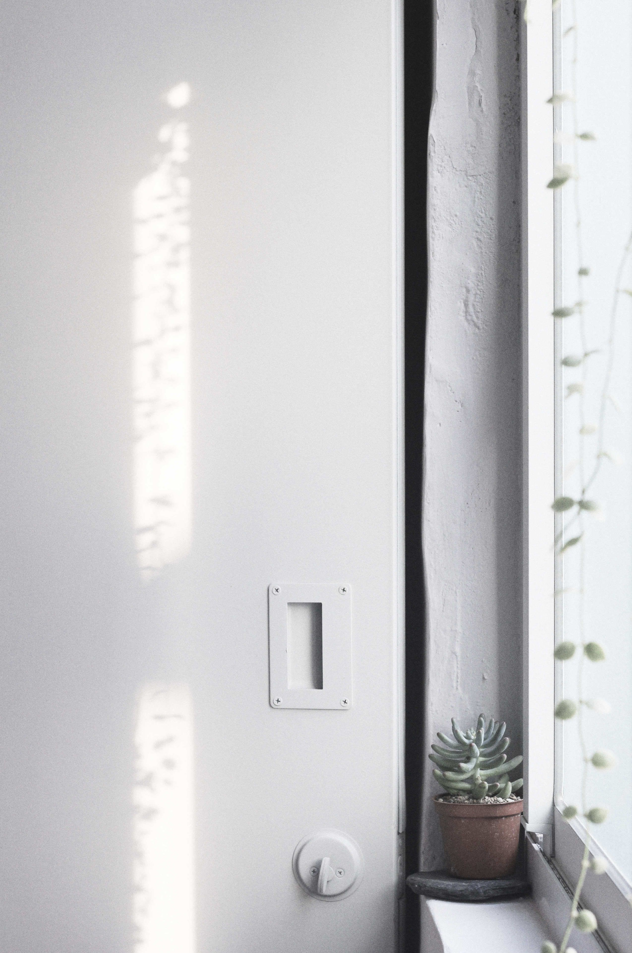 A window sill with a potted plant, a switch, and a light switch.