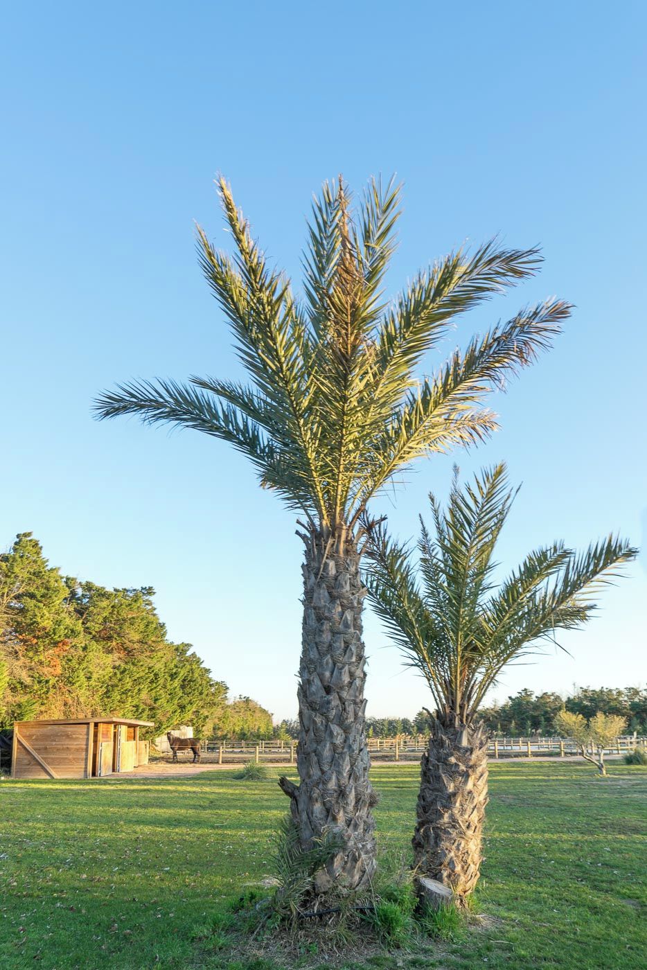 حديقة