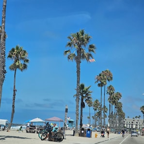 A beachside street lined with palm trees and a clear blue sky.