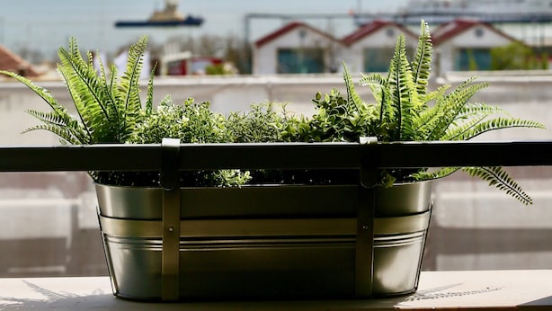 Een balkon met een potplant varens, met uitzicht op een stadsgezicht met gebouwen en een waterpartij.