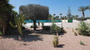 A desert garden with various cacti and a large tree. - Finca in quiet area with private pool (Catral Alicante)