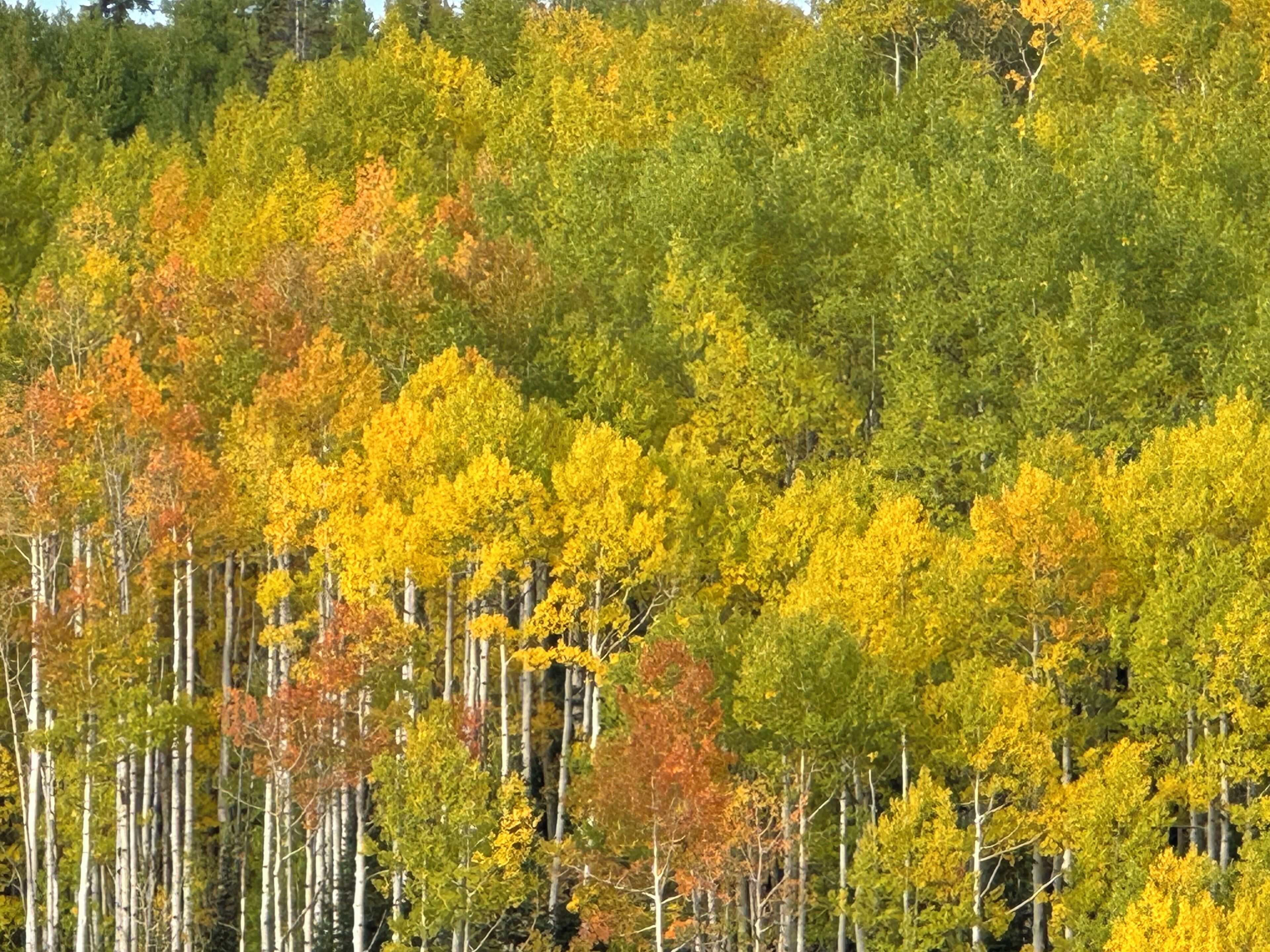 A dense forest of trees with varying autumn colors.