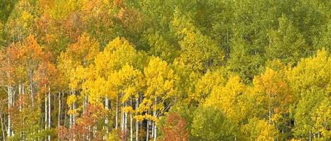A dense forest of trees with varying autumn colors.