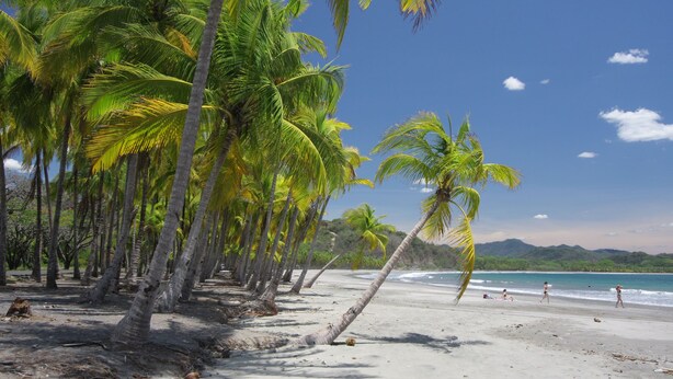 A beach with palm trees, a sandy shore, and a clear blue sky.