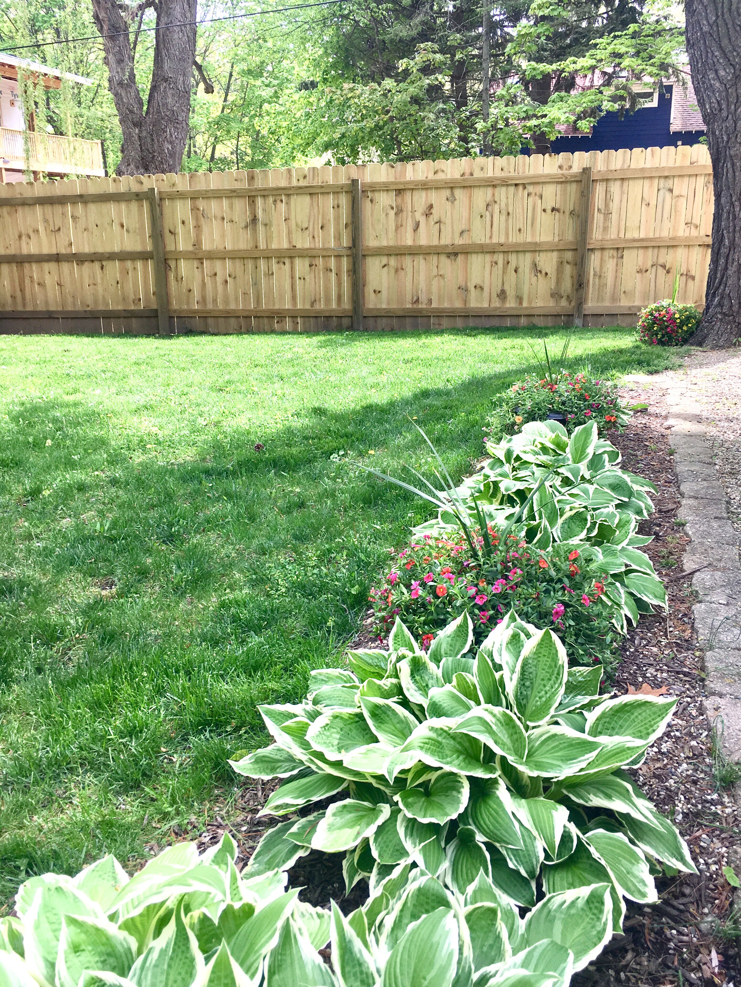A well-maintained lawn with a wooden fence, a flower bed with variegated plants, and a tree.