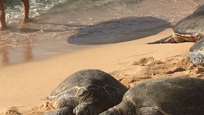Twee zeeschildpadden op een zandstrand, met water op de achtergrond.