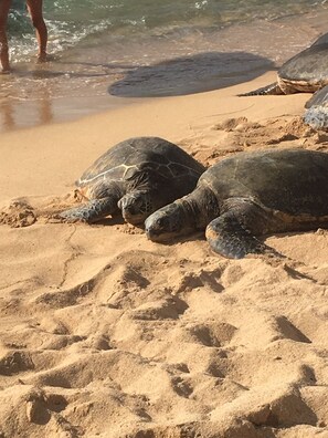 Aurinkotuoleja, rantapyyhkeitä