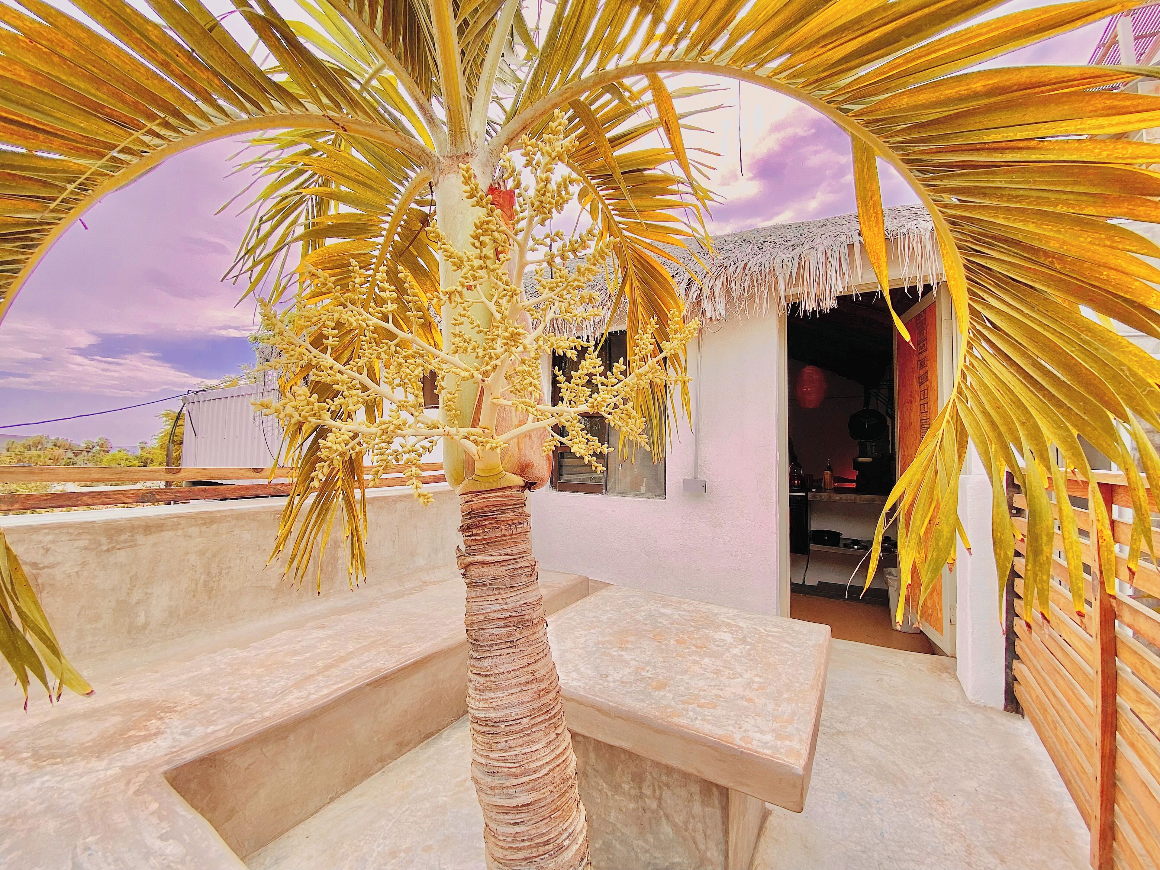 Foto - Perro Surfero Hotel Boutique - Todos Santos, BCS