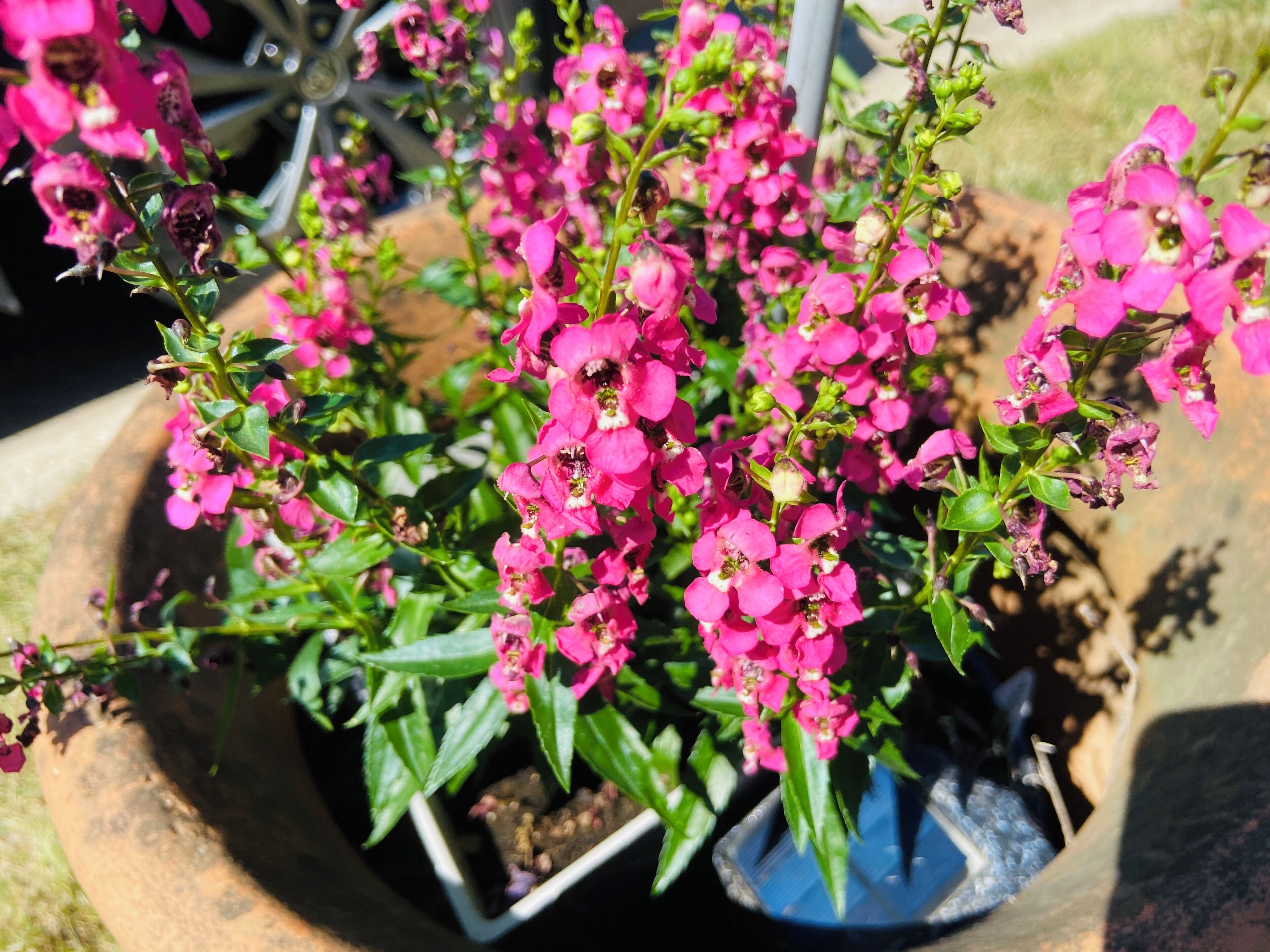 A potted plant with pink flowers.