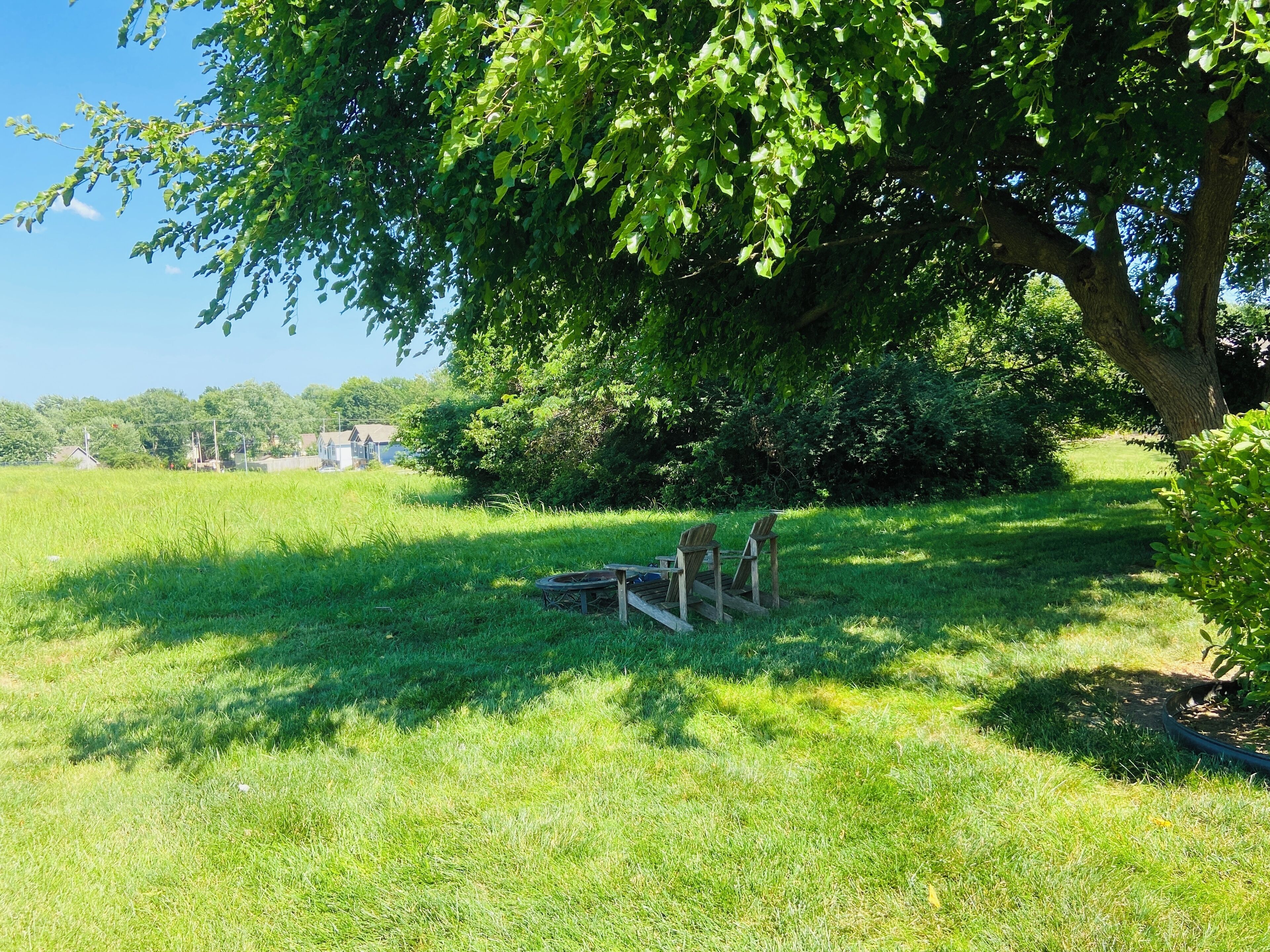 Een grasveld met een grote boom en een houten bank.