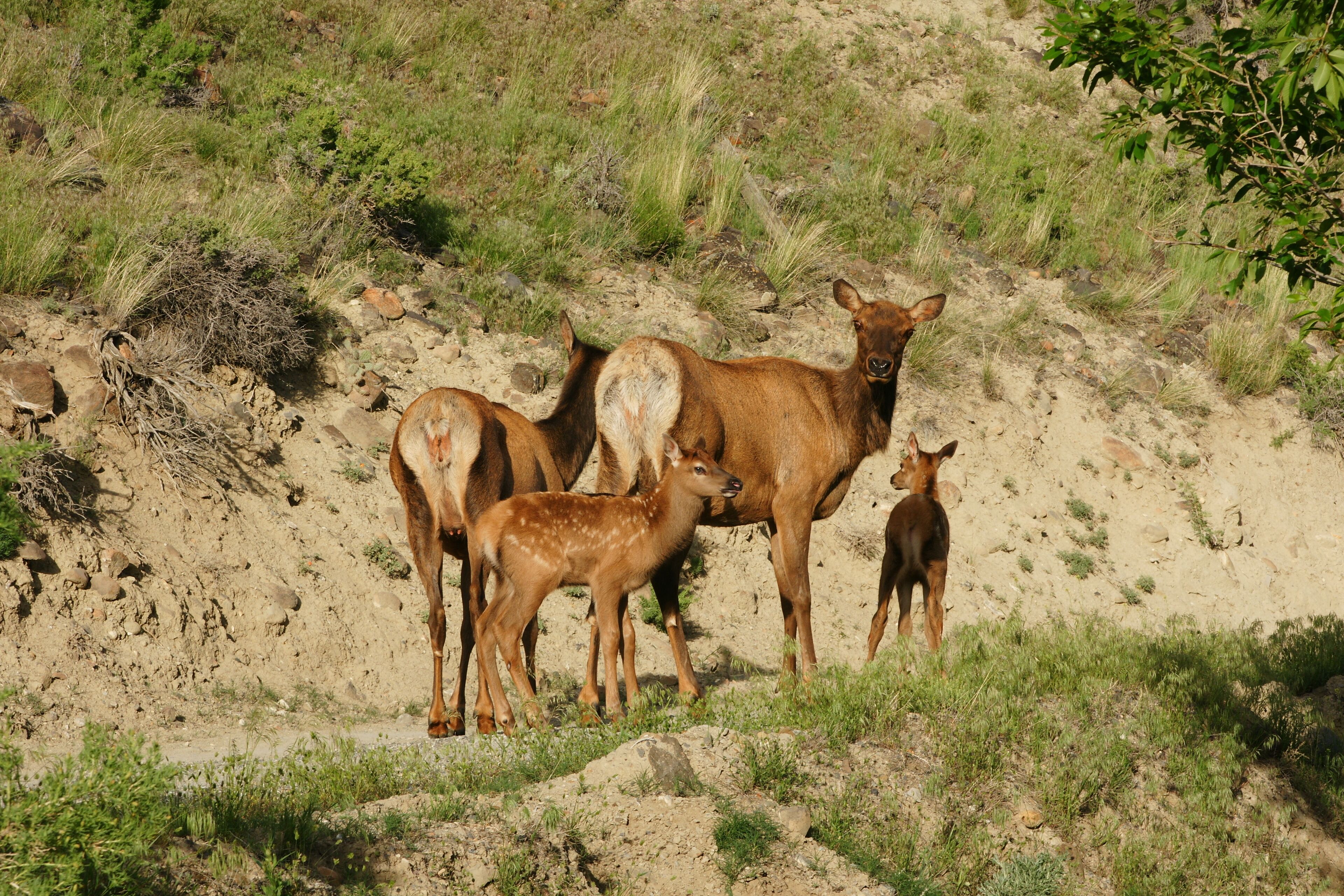 A group of deer on a rocky hillside.