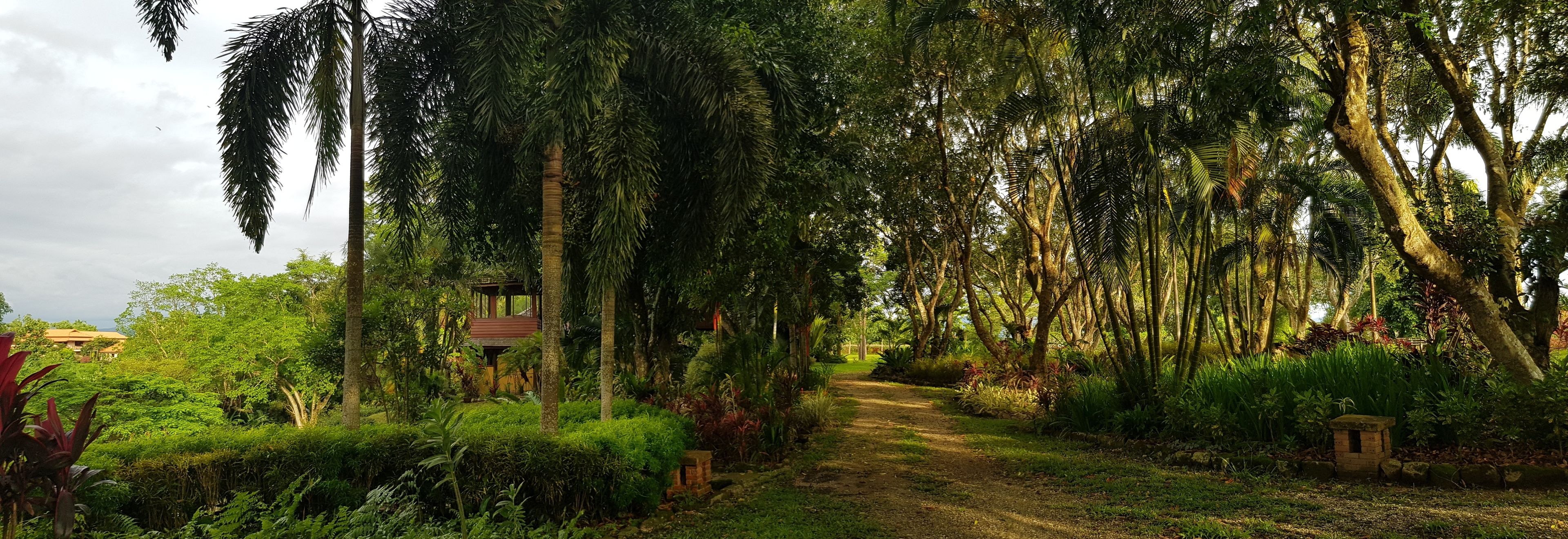A pathway surrounded by lush greenery and a small wooden structure.