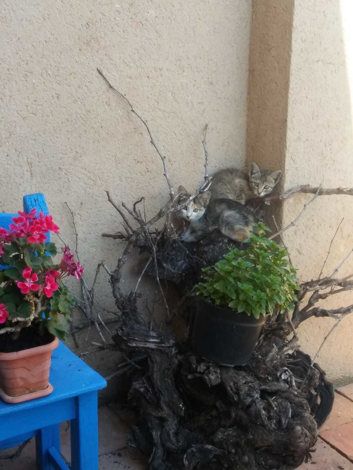 Foto - Hostal Los Oteros