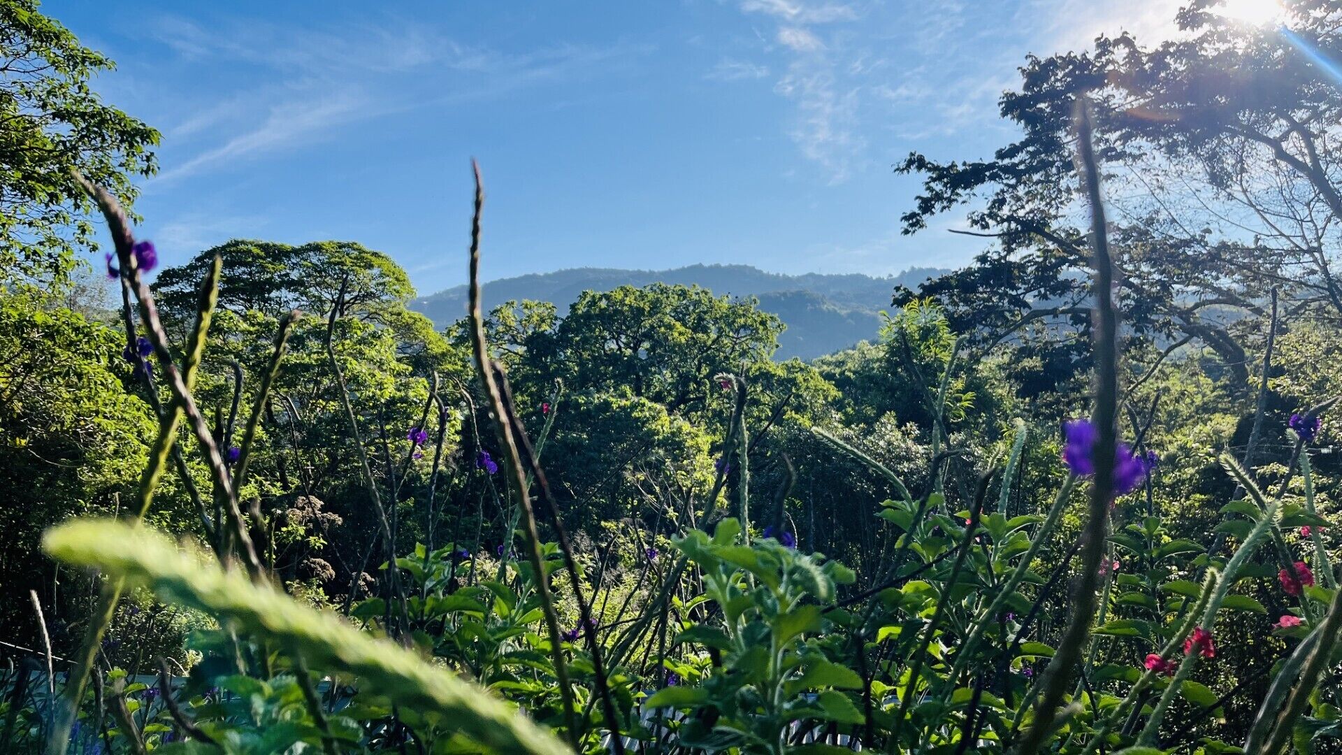A lush green landscape with dense foliage and a mountain range in the background.