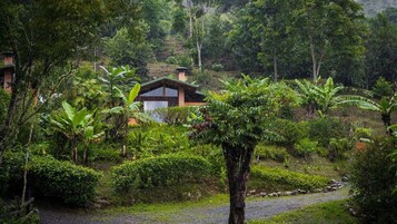 Junior Suite, 1 King Bed, Garden View