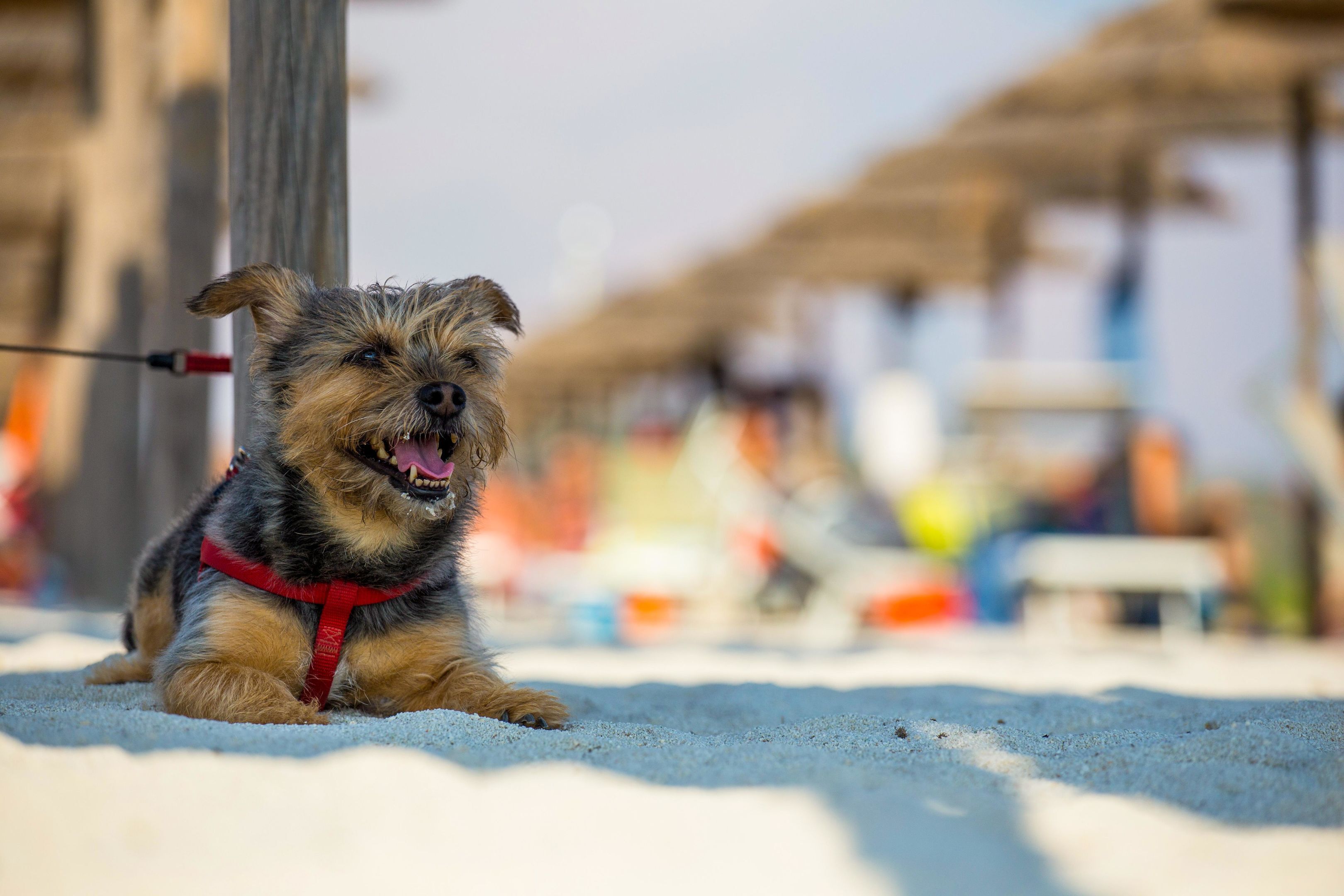 Ein Hund an der Leine in sandigem Gelände, der Hintergrund ist unscharf.