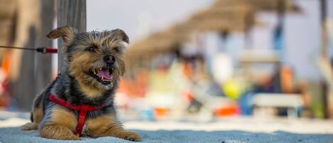 Ein Hund an der Leine in sandigem Gelände, der Hintergrund ist unscharf.
