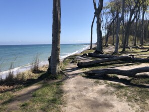 A coastal path with trees and logs, leading to the beach.