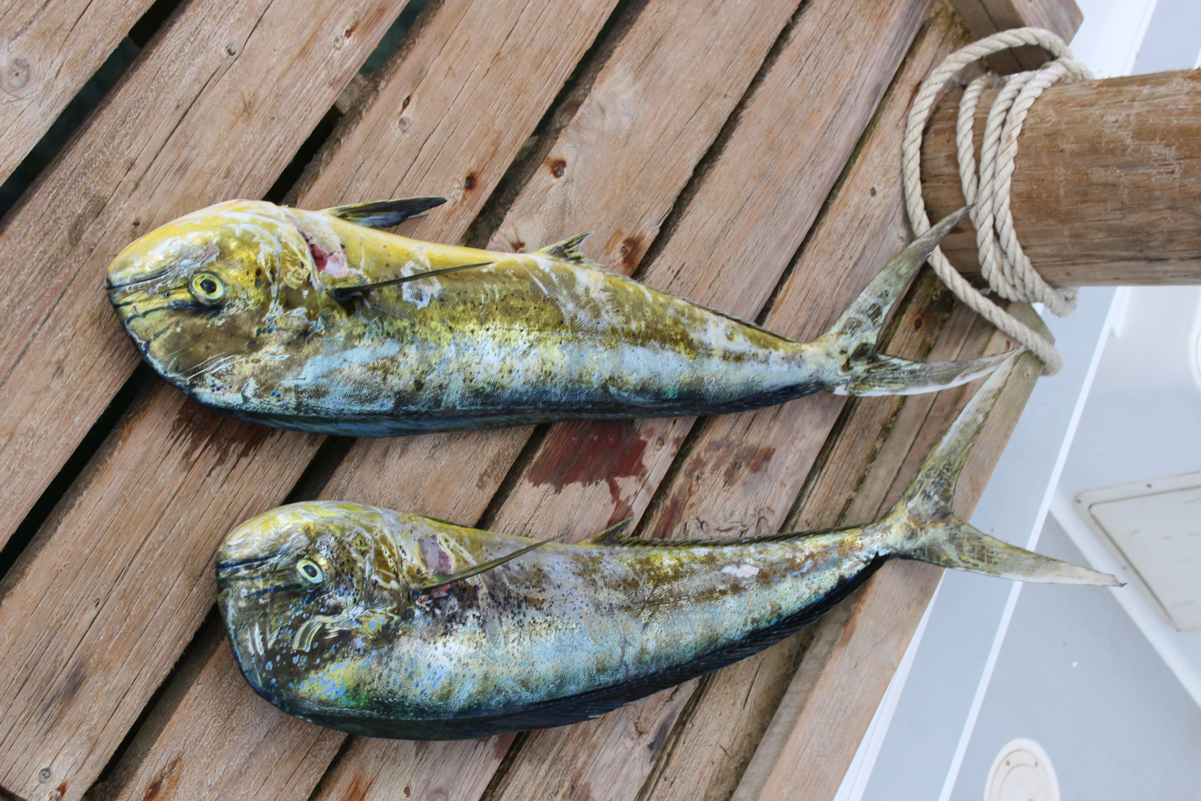 Två fiskar ligger på en träyta, och ett rep är fastknutet vid en trästolpe.