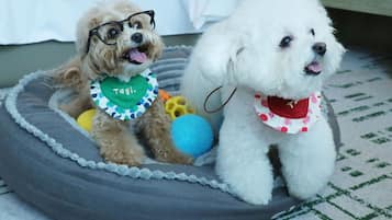 Two dogs in a pet bed with toys.