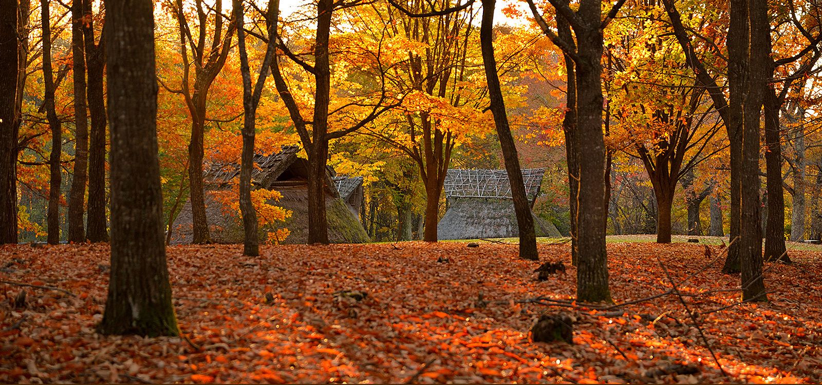Ein Wald mit Herbstlaub und einem Steinbau im Hintergrund.