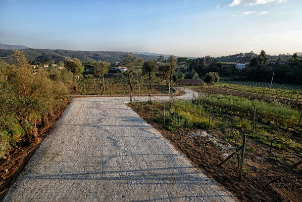 Un camino rural que atraviesa un viñedo, con casas al fondo.