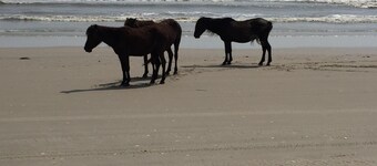 COROLLA OCEANSIDE-3 BEDROOM/2 BATH, SHORT WALK TO BEACH