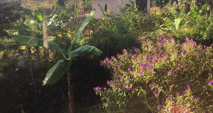 Votre escapade tropicale dans les magnifiques montagnes du sud du Pacifique du Costa Rica.